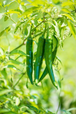 closed up green chili in farm show agriculture background